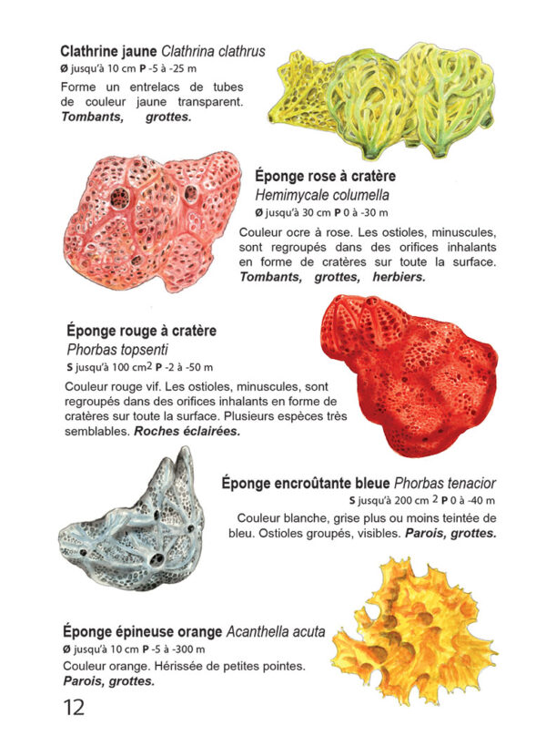 Faune et flore de Méditerranée, guide immergeable – Image 20