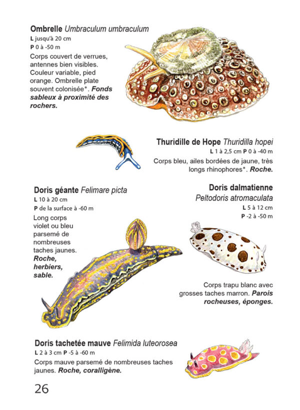 Faune et flore de Méditerranée, guide immergeable – Image 16