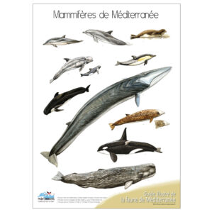 Poster Mammifères