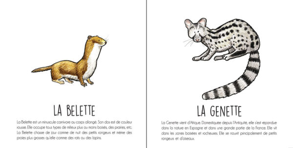 Les mammifères sauvages – Image 6