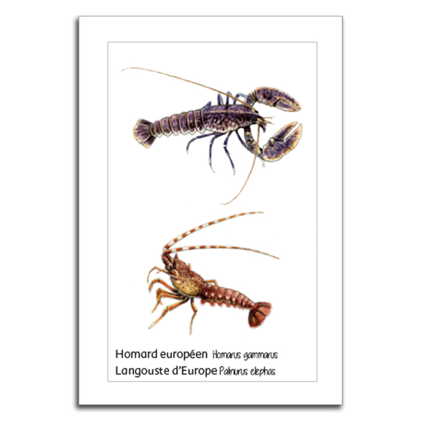 Carte crustacés - Editions Mediterraneus
