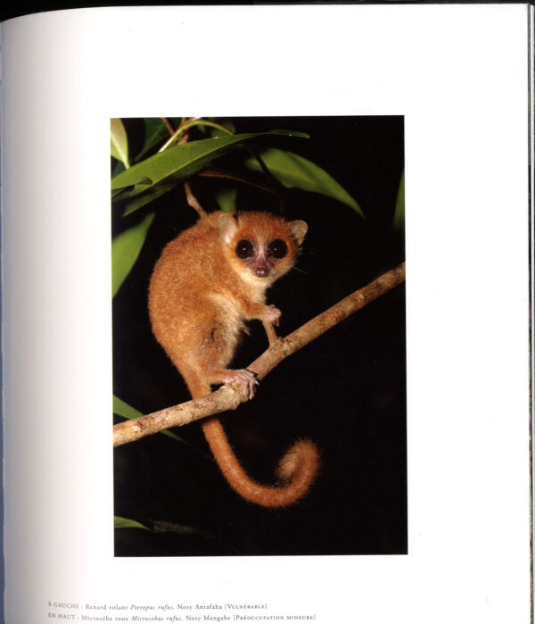 Madagascar la forêt de nos ancêtres – Image 2