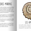 Les animaux préhistoriques du sud de la France – Image 4