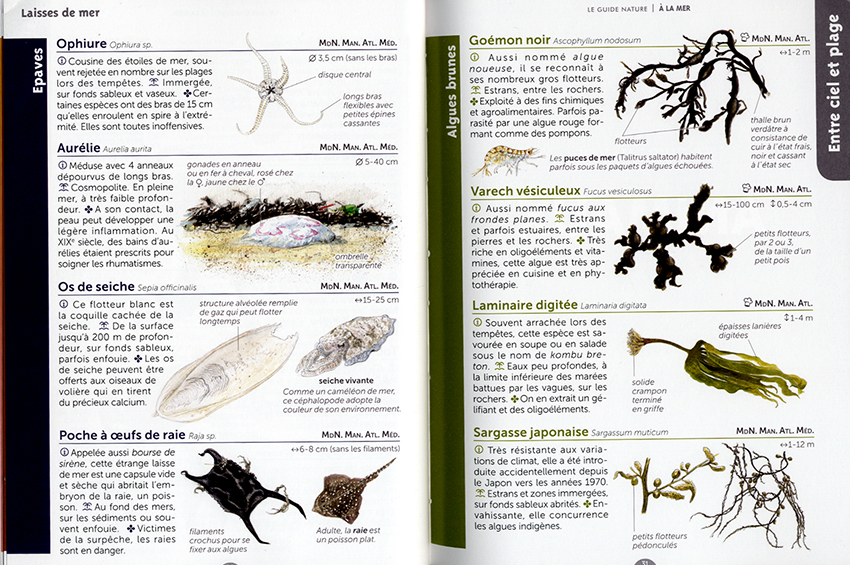 Algues  Guide des espèces