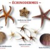 Les plaquettes coquillages et laisses de mer – Image 4