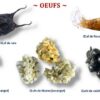 Les plaquettes coquillages et laisses de mer – Image 3