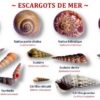 Les plaquettes coquillages et laisses de mer – Image 5