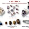 Les plaquettes coquillages et laisses de mer – Image 2