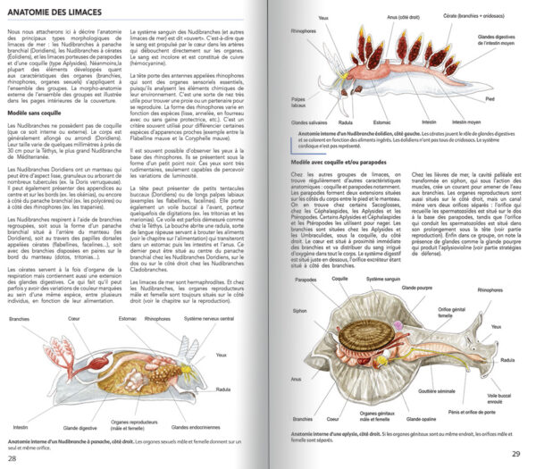 guides limaces de mer 1
