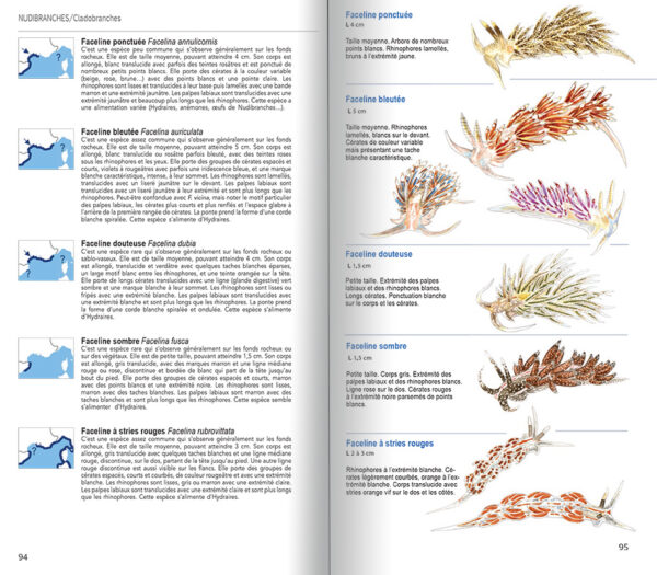 guides limaces de mer 4