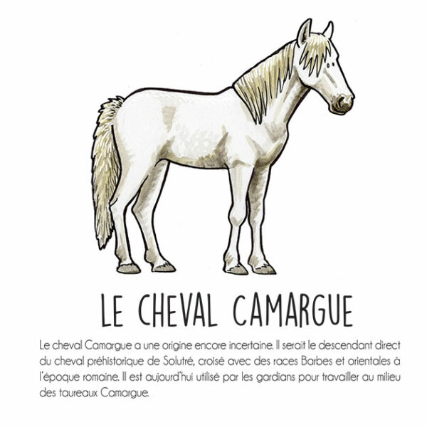 dessin cheval camarguais - cyril girard