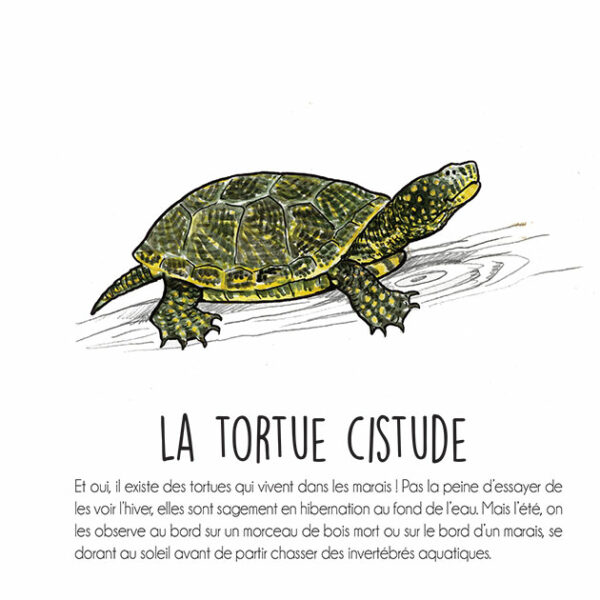 dessin tortue cystude - cyril girard