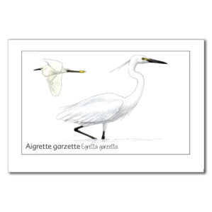Carte Aigrette garzette