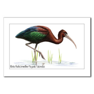Carte Ibis