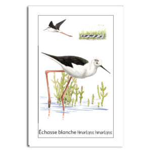 Carte Echasse