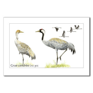 Carte Grue