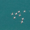 Marque Page - Flamants roses : J.E. Roché
