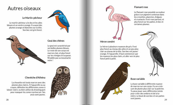 Apprendre à dessiner les oiseaux – Image 2