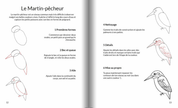 Apprendre à dessiner les oiseaux – Image 3